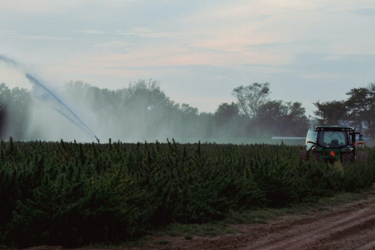 Agricultural field at dusk representing industrial hemp production systems