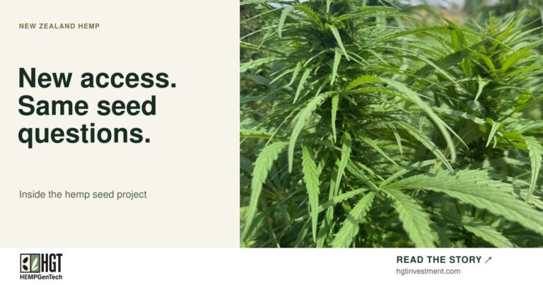 A close view of a hemp plant with leaves and developing seed heads. HEMPGenTech article card: New access. Same seed questions.